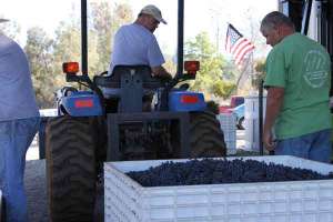 Wine Harvest Workers Moving Bins of Grapes at the Start of the Low-Input Winemaking Style at Indian Peak Vineyards Winery in Manton, CA 96059.